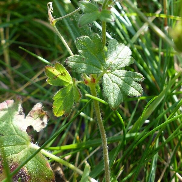 Geranium pyrenaicum Blatt