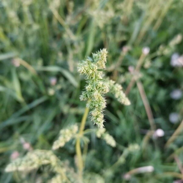 Atriplex littoralis Ffrwyth