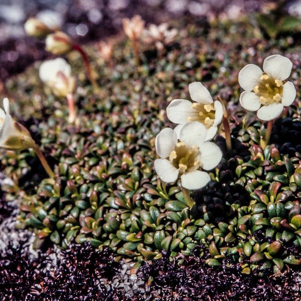 Diapensia lapponica Flower