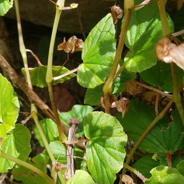 Begonia hirtella Fuelha