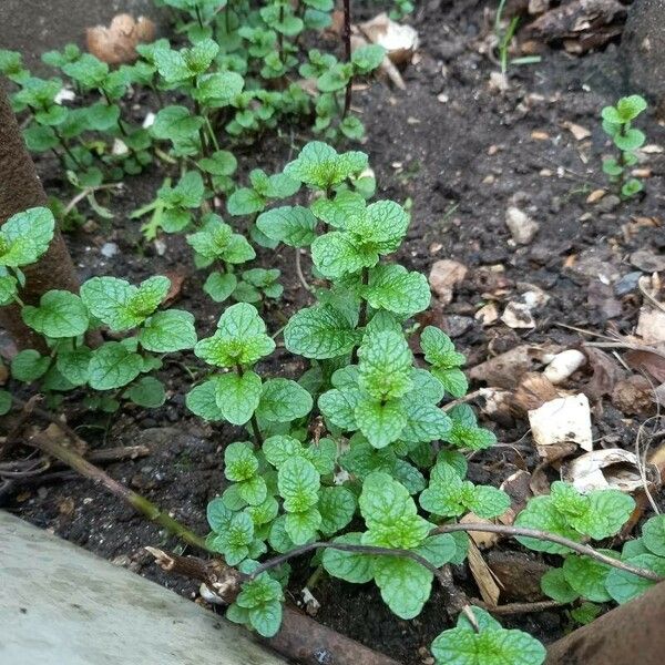 Mentha × rotundifolia 叶