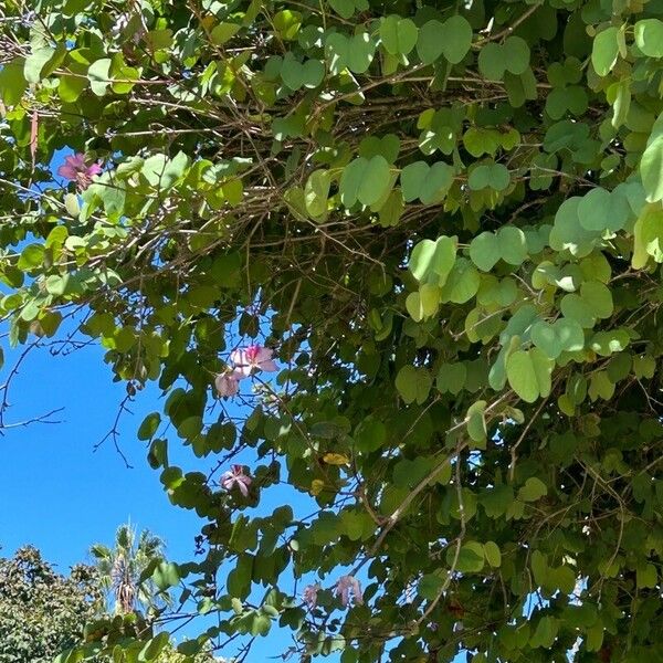 Bauhinia variegata Feuille