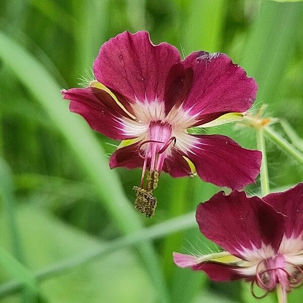 Geranium phaeum Flower