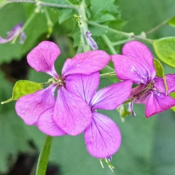 Lunaria annua Цветок