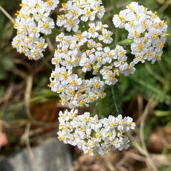 Achillea odorata Flower