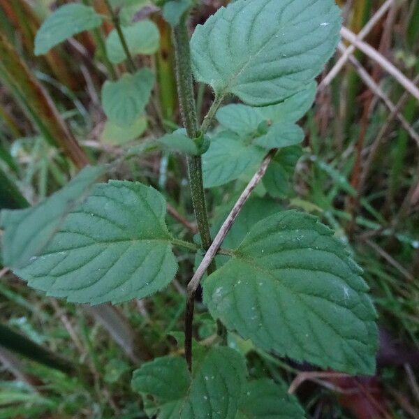 Mentha aquatica Лист