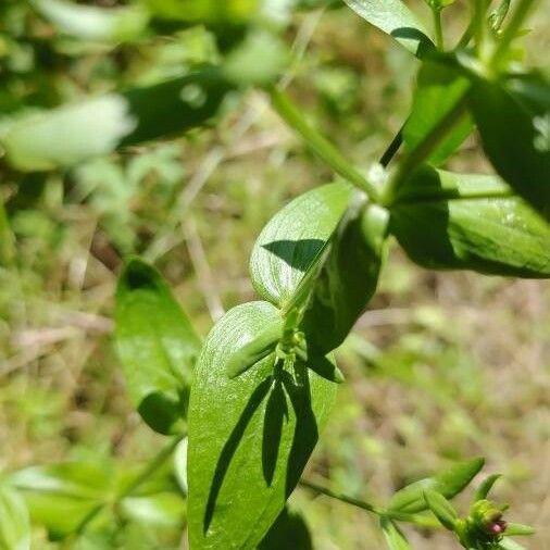 Stellaria neglecta List