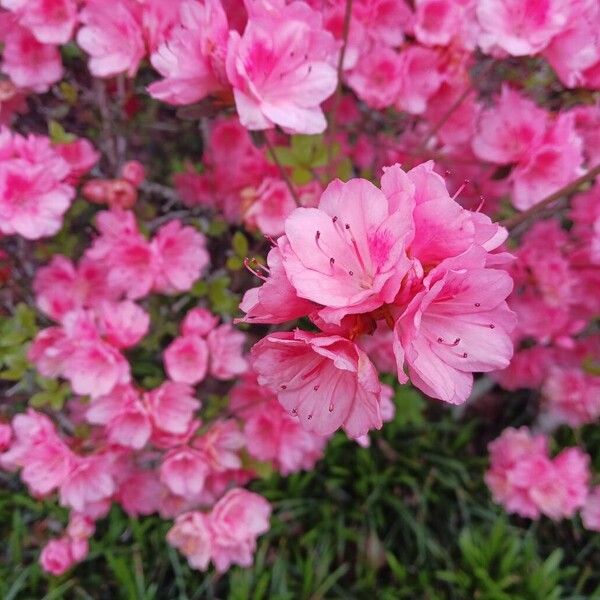 Rhododendron roseum Floare