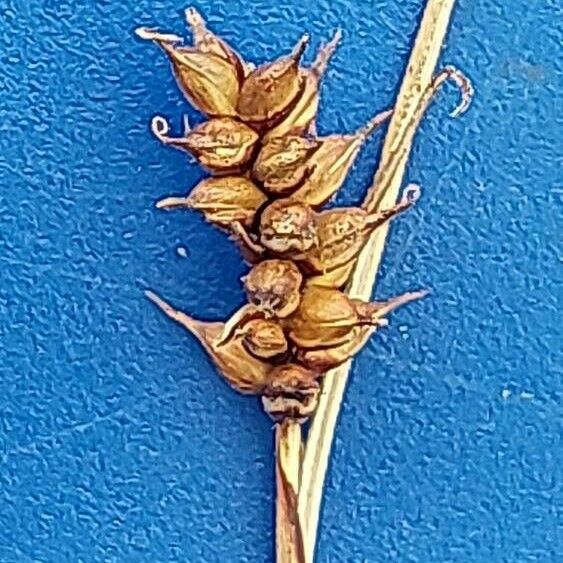 Carex hostiana 花