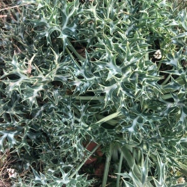 Eryngium bourgatii 葉