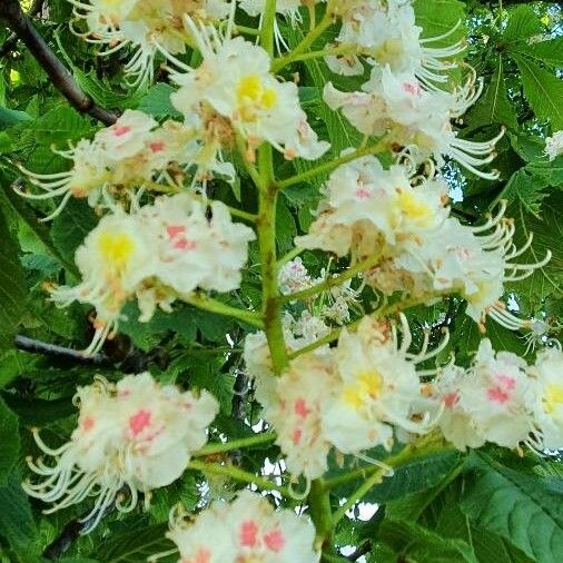 Aesculus hippocastanum Flower