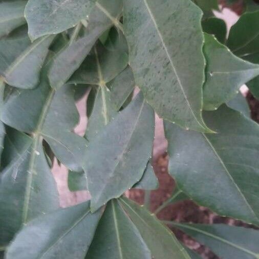 Cussonia spicata Leaf