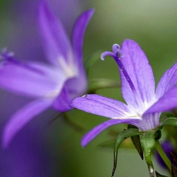 Campanula patula Flower