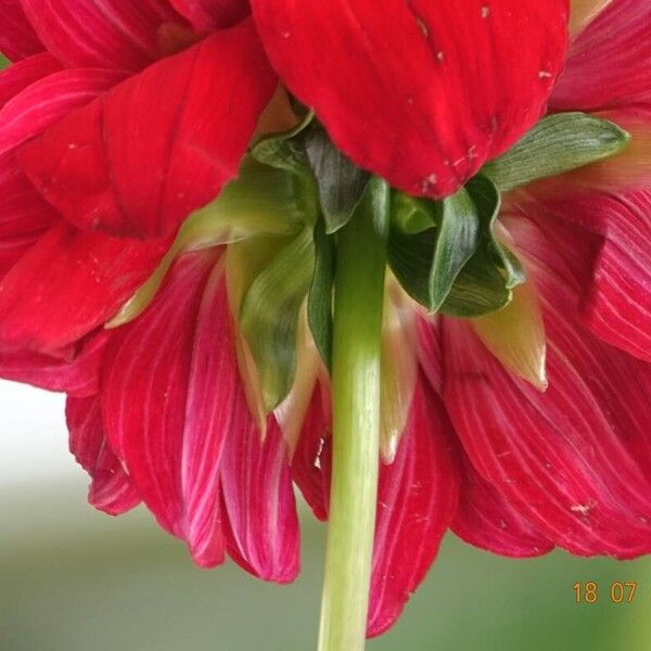 Dahlia pinnata Sonstige