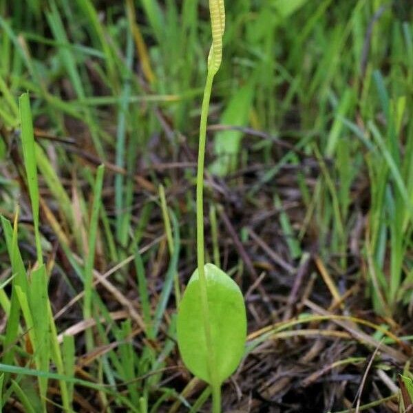 Ophioglossum vulgatum Habit