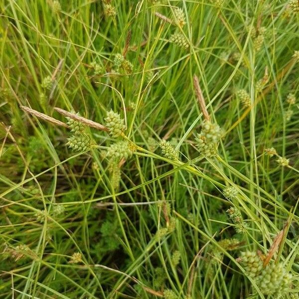 Carex extensa Flower