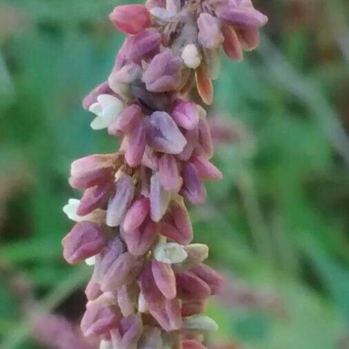 Persicaria maculosa Flower