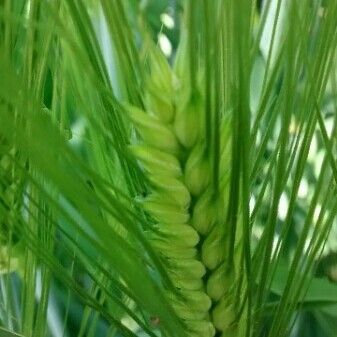 Hordeum vulgare Fruto