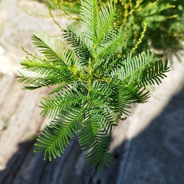 Acacia decurrens Ліст