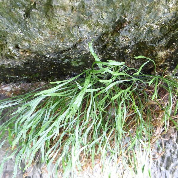 Asplenium septentrionale Habitus