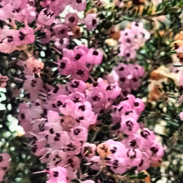 Erica canaliculata Flower