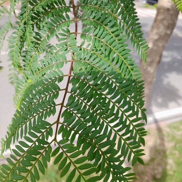 Jacaranda mimosifolia ᱥᱟᱠᱟᱢ