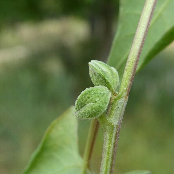 Fallopia convolvulus ফুল