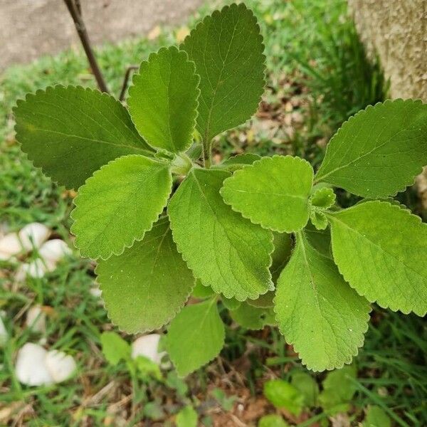 Coleus barbatus Folio