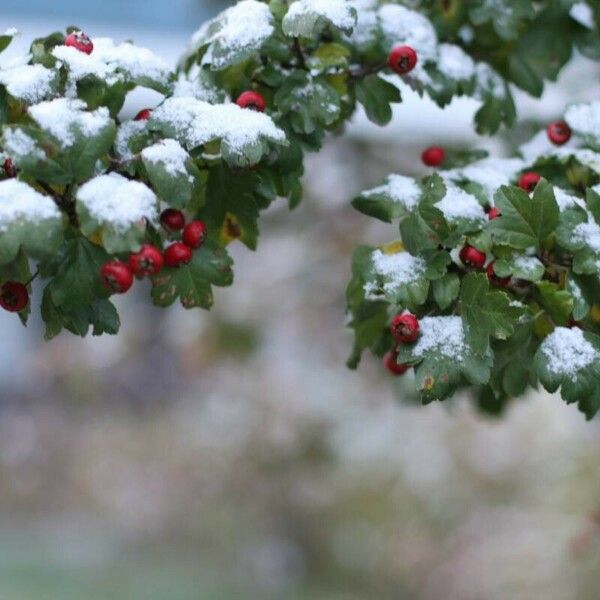 Crataegus × media Frugt