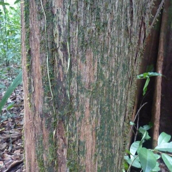 Mouriri crassifolia Kůra