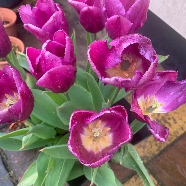 Tulipa agenensis Flower