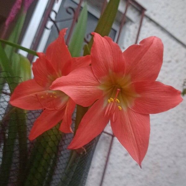 Hippeastrum reginae 花