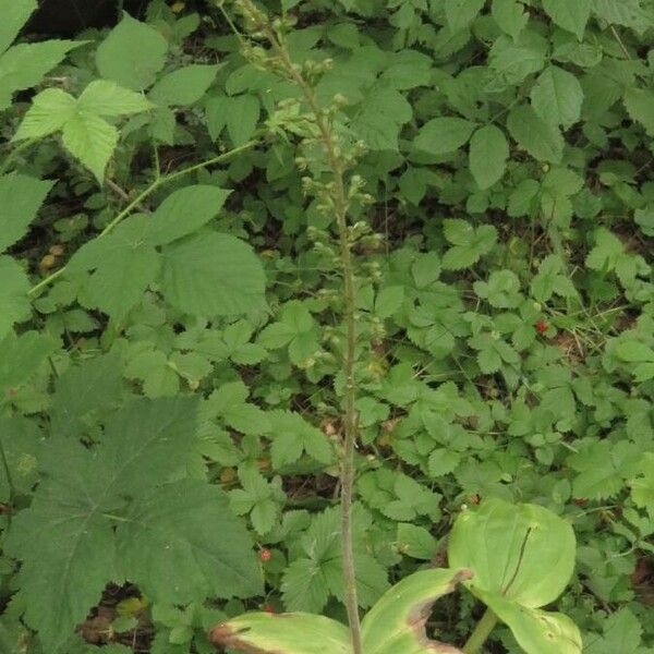 Neottia ovata Leaf