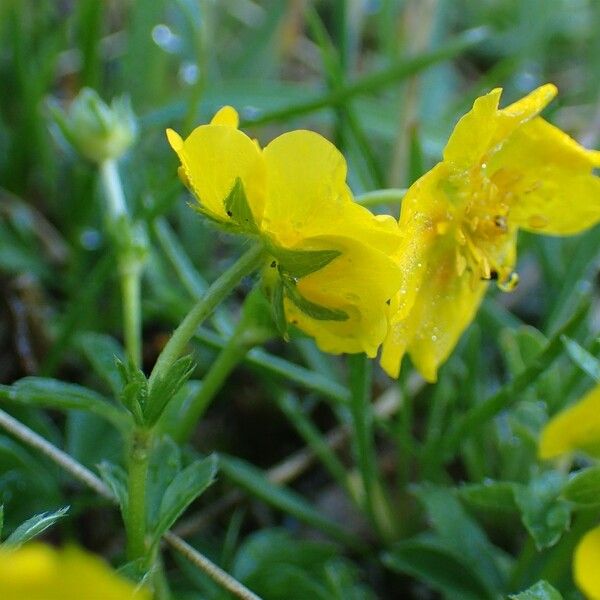 Potentilla aurea Fleur