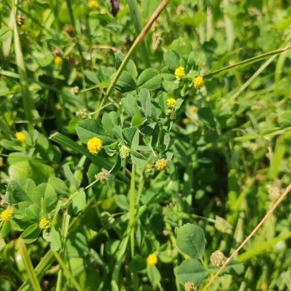 Medicago lupulina Цветок