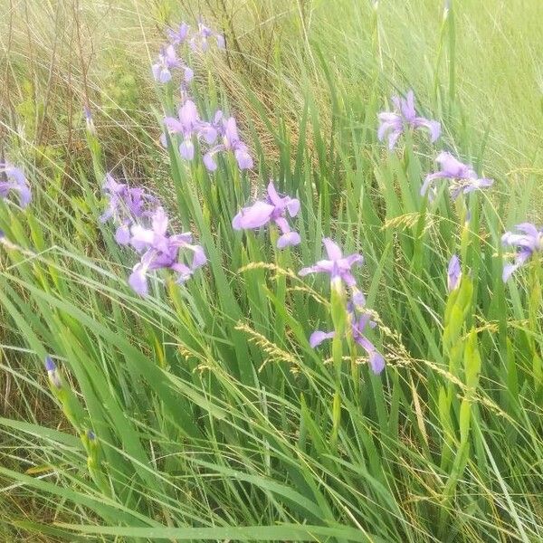 Iris versicolor ശീലം