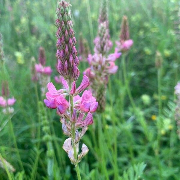 Onobrychis arenaria Flor