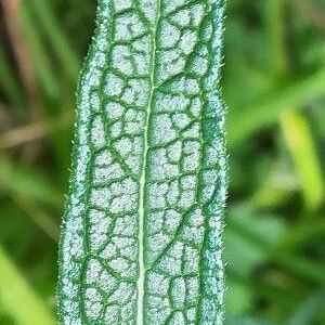 Verbena bonariensis Leaf