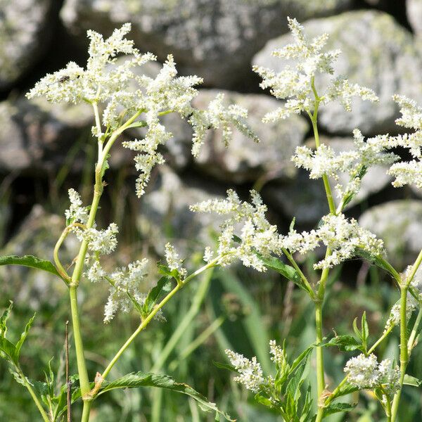 Aconogonum alpinum Altres