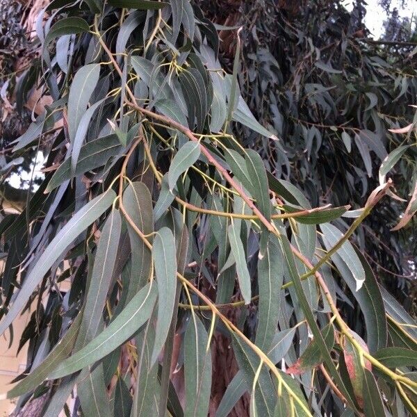 Eucalyptus globulus Leaf