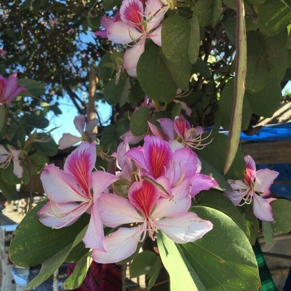Bauhinia variegata Floare