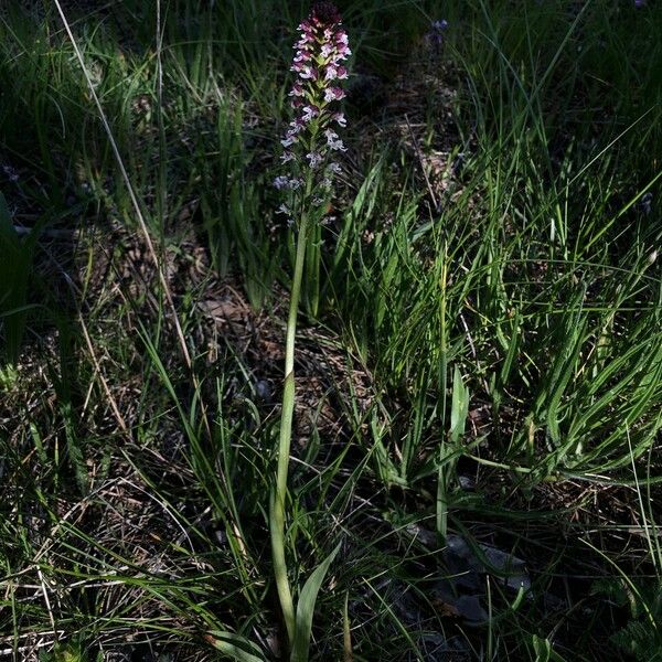 Neotinea ustulata Hábito