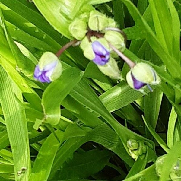 Tradescantia virginiana Fleur