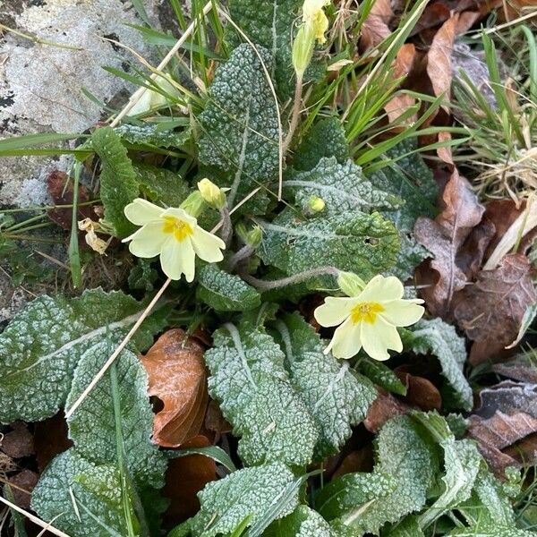 Primula vulgaris 花