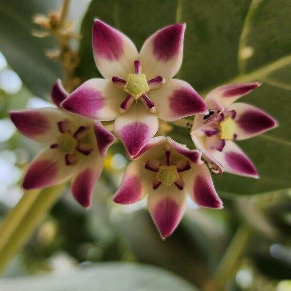 Calotropis procera Blomst