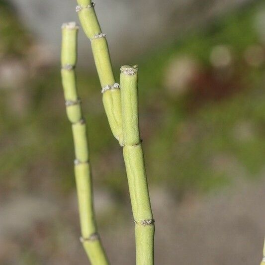 Cynanchum viminale Bark