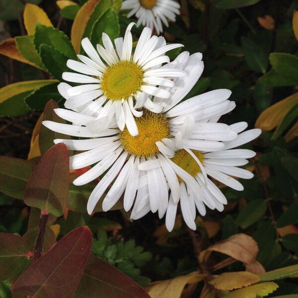 Nipponanthemum nipponicum Blüte