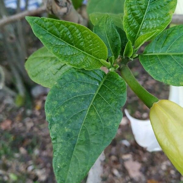 Brugmansia suaveolens Blatt