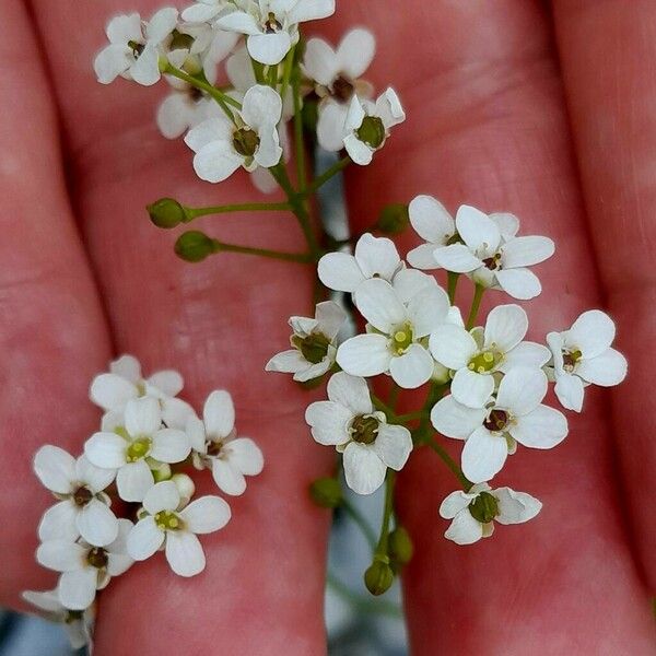 Kernera saxatilis Flower