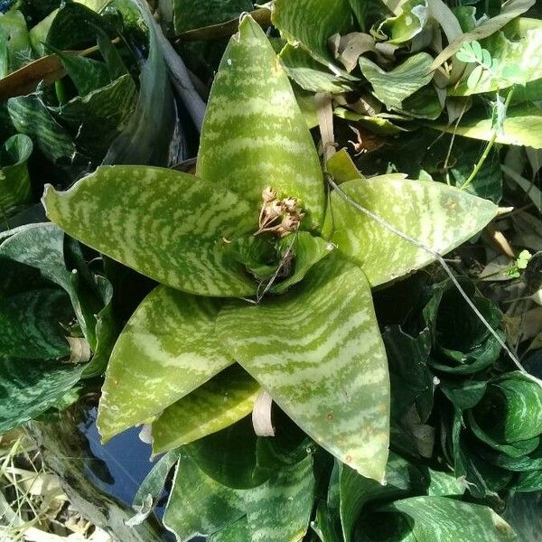 Sansevieria trifasciata Leaf